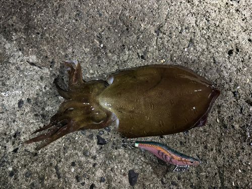 モンゴウイカの釣果