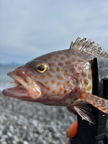オオモンハタの釣果