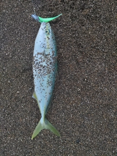 コゾクラの釣果