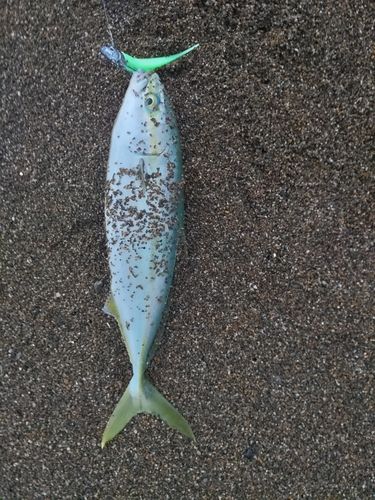 コゾクラの釣果