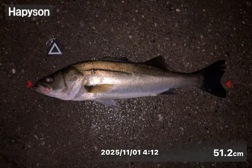 シーバスの釣果