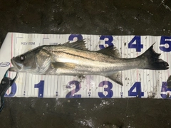 シーバスの釣果