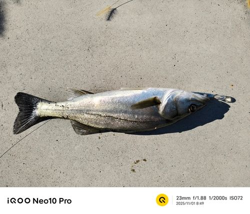 シーバスの釣果