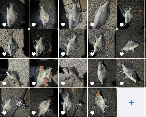 クロダイの釣果