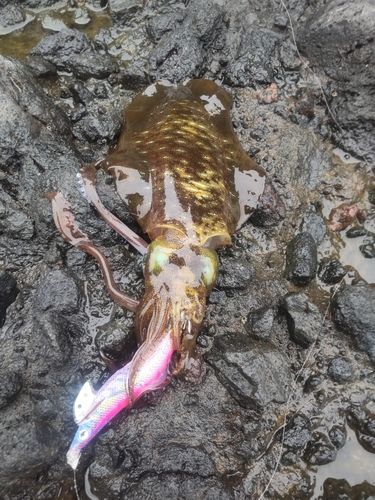 アオリイカの釣果