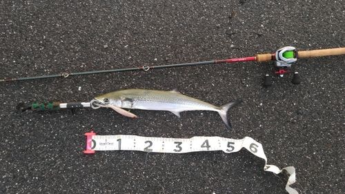サゴシの釣果