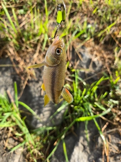 カワムツの釣果