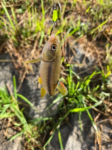 カワムツの釣果