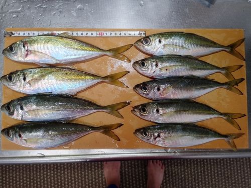 アジの釣果