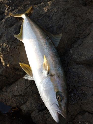 ヒラマサの釣果