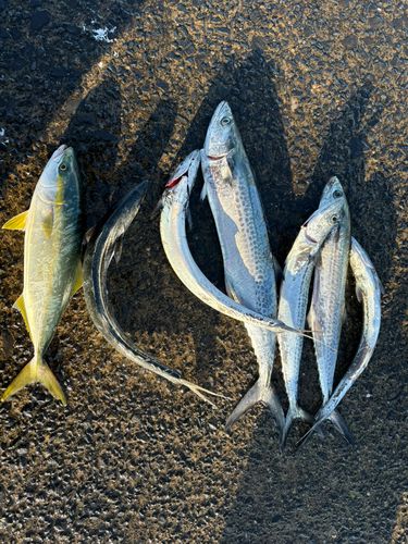 サゴシの釣果