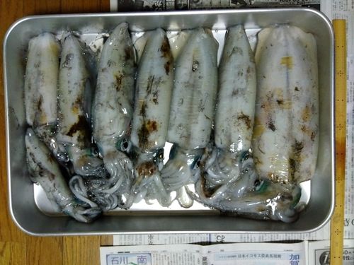 アオリイカの釣果