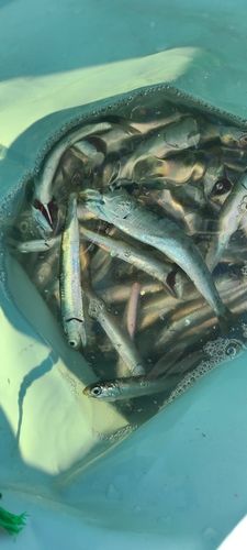 マイワシの釣果