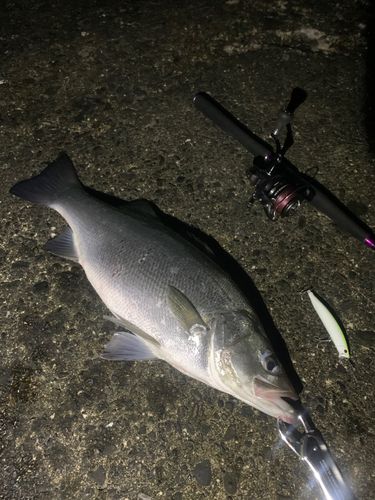 ヒラスズキの釣果