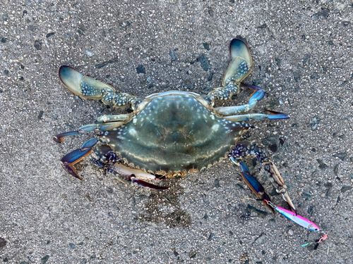 ワタリガニの釣果