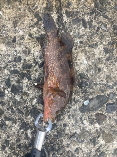 キジハタの釣果