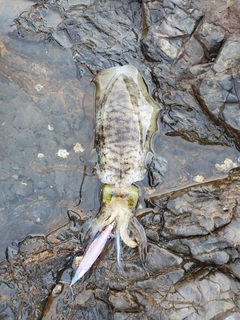 アオリイカの釣果