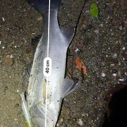 フッコ（ヒラスズキ）