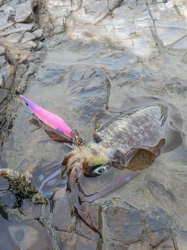 アオリイカの釣果