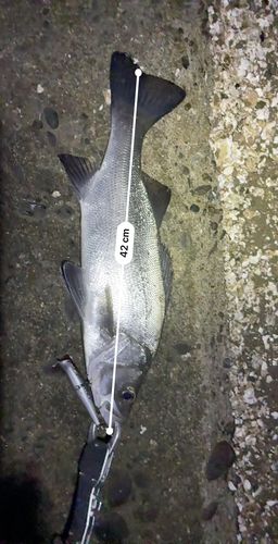 フッコ（ヒラスズキ）の釣果