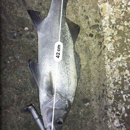 フッコ（ヒラスズキ）