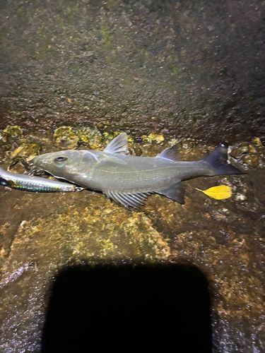 セイゴ(ヒラスズキ)の釣果