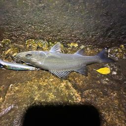 セイゴ（ヒラスズキ）