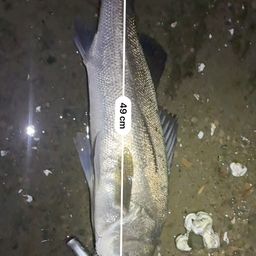 フッコ（ヒラスズキ）