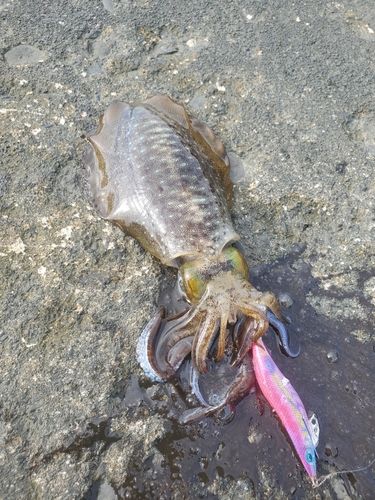アオリイカの釣果