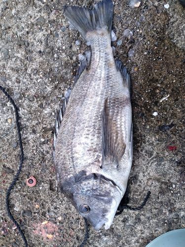 クロダイの釣果