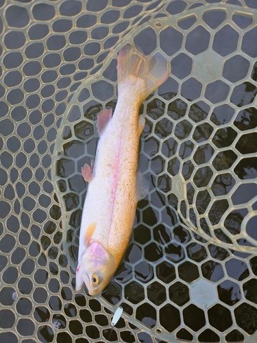 レインボートラウトの釣果