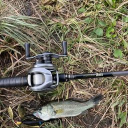 ラージマウスバス