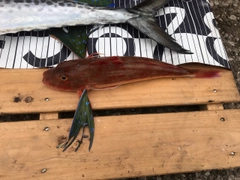 ホウボウの釣果