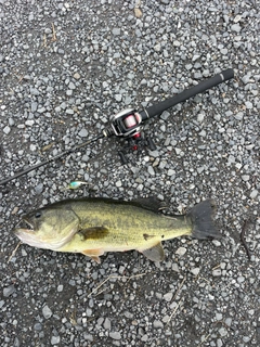 ラージマウスバスの釣果