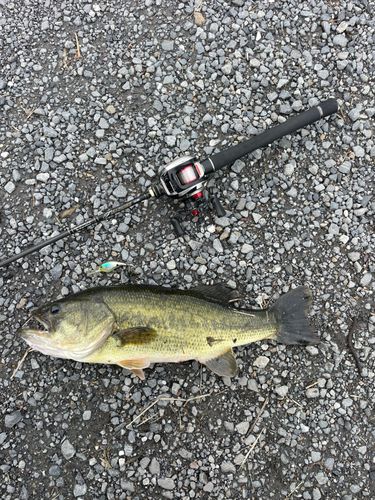 ラージマウスバスの釣果