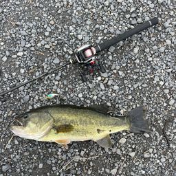 ラージマウスバス