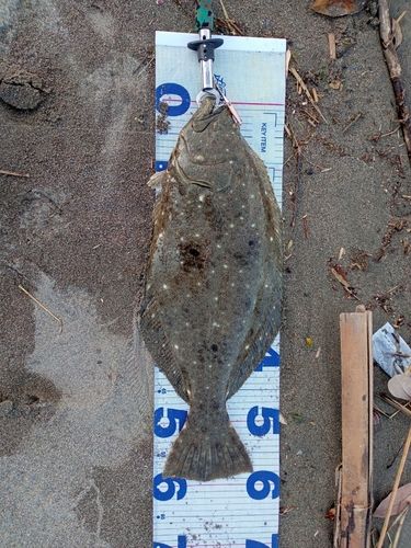 ヒラメの釣果