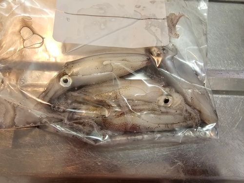 マメイカの釣果