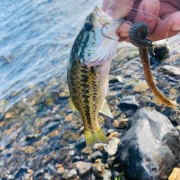 ラージマウスバス