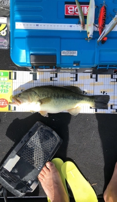 ブラックバスの釣果