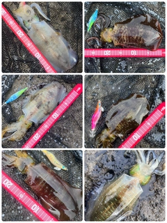 アオリイカの釣果