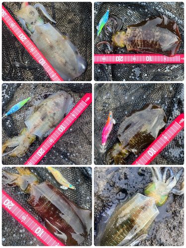 アオリイカの釣果