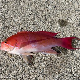 アカオビハナダイ