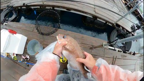 マダイの釣果