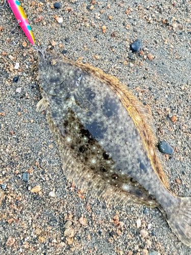 ヒラメの釣果