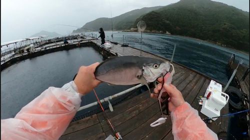 シマアジの釣果