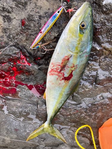 コゾクラの釣果