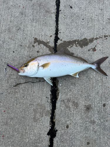 カンパチの釣果