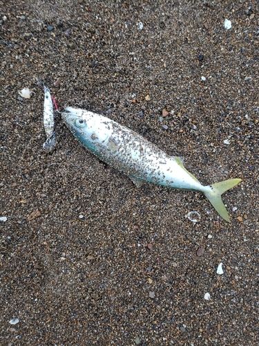 コゾクラの釣果