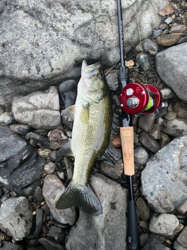 ラージマウスバスの釣果